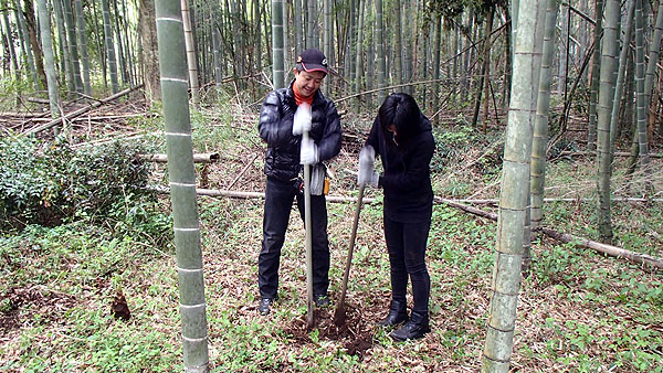娘とたけのこ狩り
